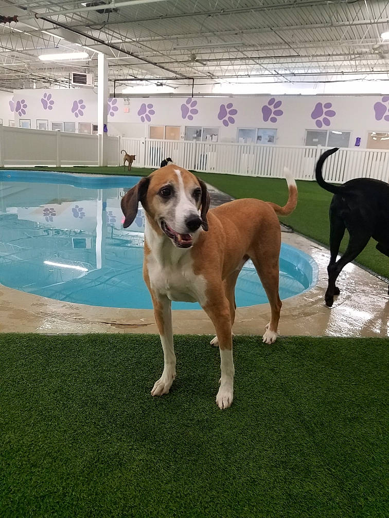 Rudy is registered to the contest to win money with this photo: azawakh, canidae, carnivore, dog, dog_breed, fawn, greyhound, kennel_club, mammal, mudhol_hound, sloughi, sporting_group, vertebrate, working_dog