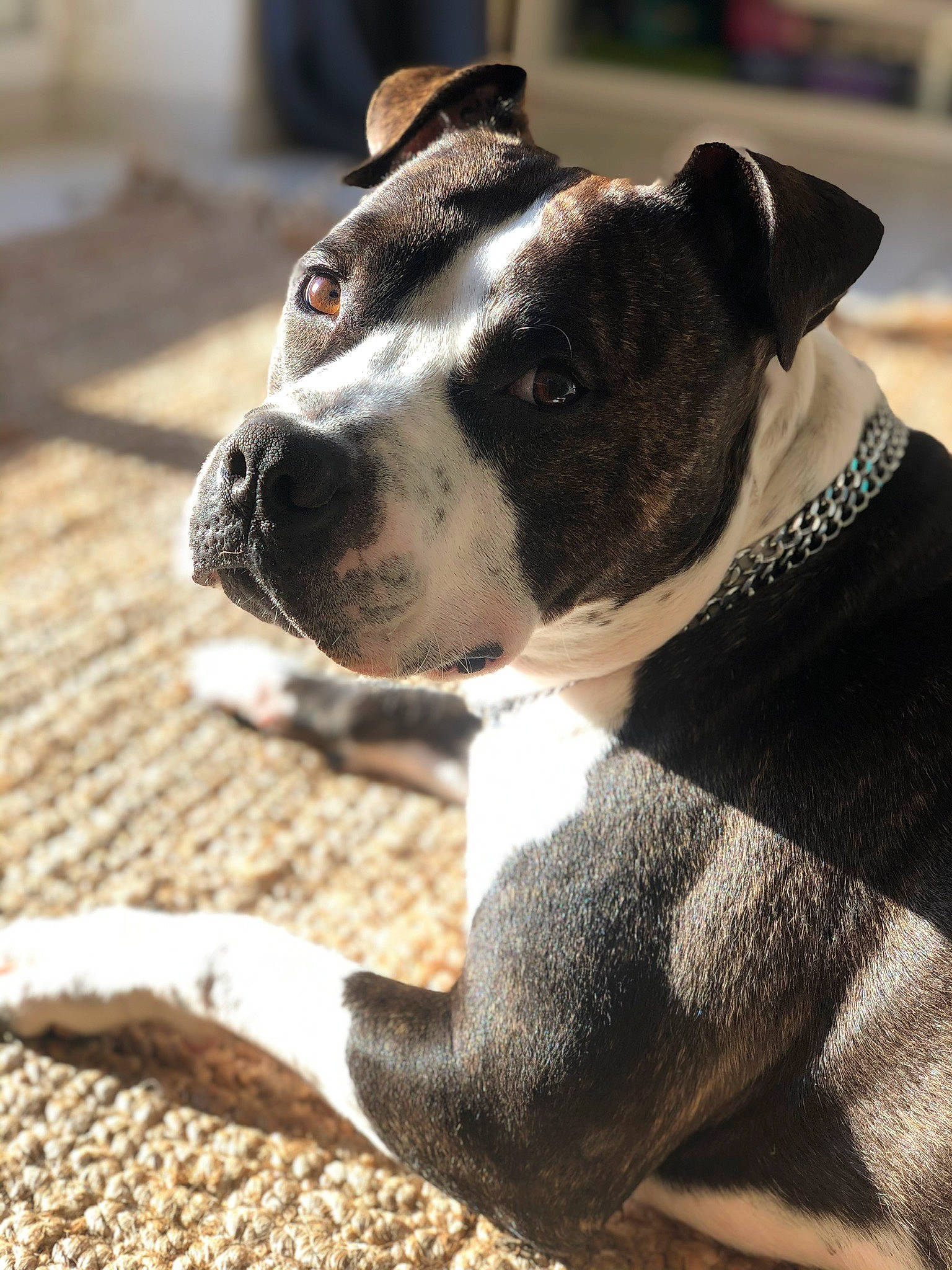 Hunter participe au concours pour gagner de l'argent avec cette photo : adventure, american_pit_bull_terrier, american_staffordshire_terrier, canidae, carnivore, dog, dog_breed, fawn, mammal, non_sporting_group, nose, pit_bull, puppy, rare_breed_dog, snout, sporting_group, staffordshire_bull_terrier, vertebrate, whiskers