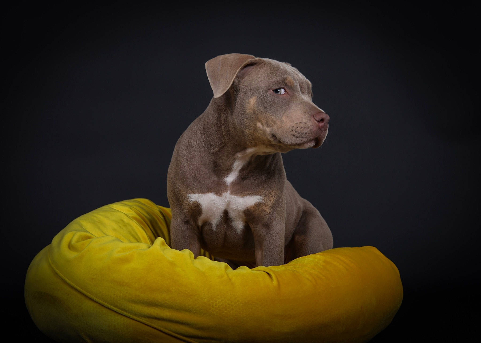 Kimbo a rejoint le concours — aidez-le/la à gagner de superbes lots ! american_pit_bull_terrier, american_staffordshire_terrier, canidae, carnivore, companion_dog, dog, dog_breed, fawn, mammal, non_sporting_group, pit_bull, sporting_group, vertebrate