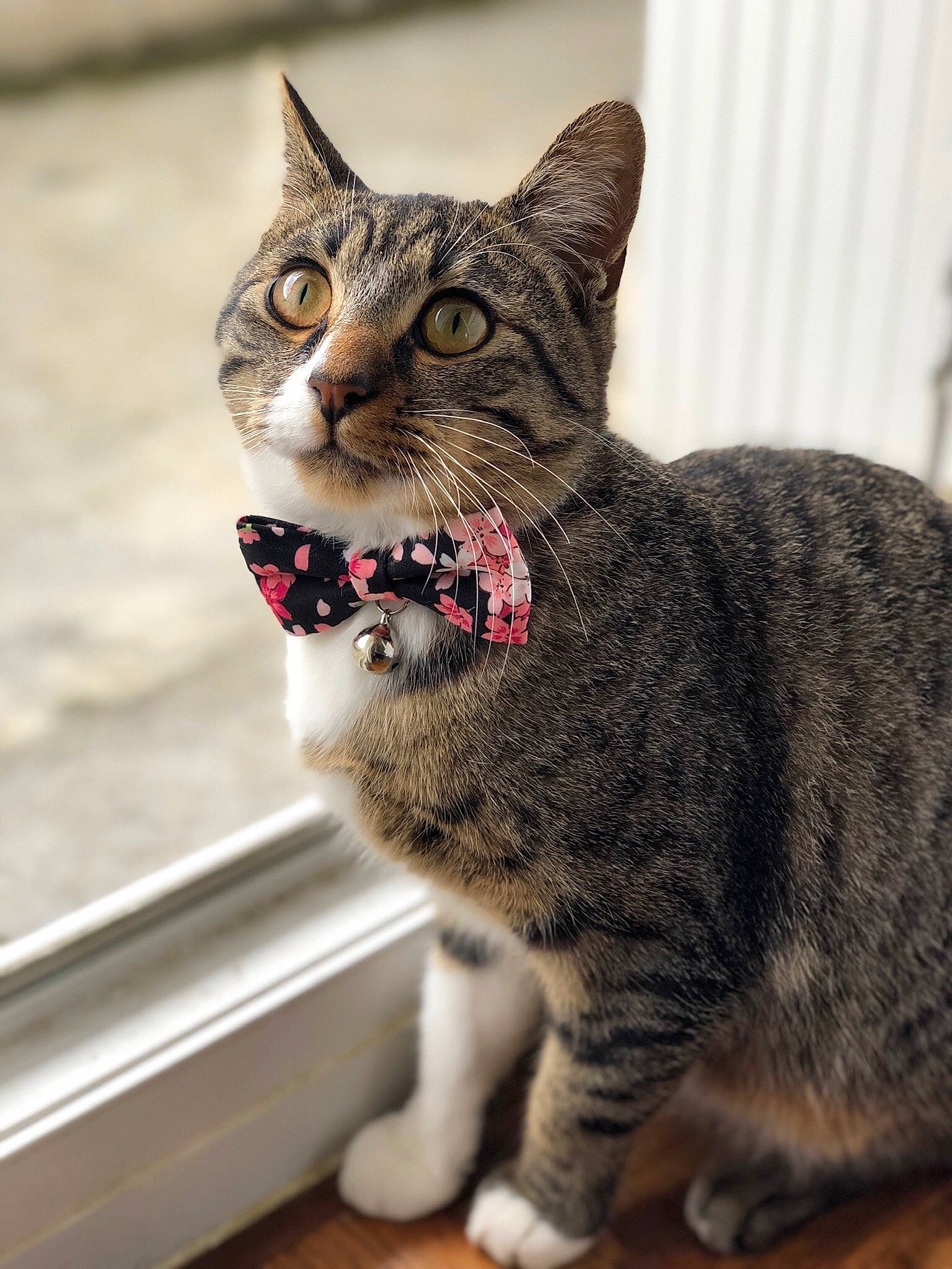 Zamal participe au concours pour gagner de l'argent avec cette photo : aegean_cat, american_shorthair, american_wirehair, asian, california_spangled, carnivore, cat, domestic_short_haired_cat, dragon_li, european_shorthair, eye, facial_expression, felidae, kitten, mammal, small_to_medium_sized_cats, snout, tabby_cat, whiskers, wild_cat