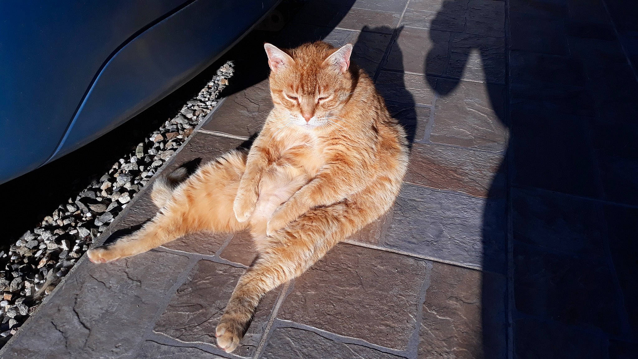 Garfield a rejoint le concours — aidez-le/la à gagner de superbes lots ! automotive_lighting, carnivore, cat, claw, domestic_short_haired_cat, fawn, felidae, fur, human_leg, paw, plant, road_surface, sitting, small_to_medium_sized_cats, snout, tail, tints_and_shades, tree, whiskers, wood