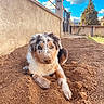 Bella participe au concours pour gagner de l'argent avec cette photo : dog, puppy, australian_shepherd, merle_coat, fluffy, sitting, lying_down, front_view, brown_eyes, outdoor, backyard, garden, soil, dirt, rocks, wall, gate, tree, blue_sky, clouds