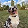 dog, puppy, pet, animal, portrait, close_up, happy, smiling, tongue_out, fluffy, scruffy, tricolor, sitting, outdoor, grass, field, trees, clouds, blue_sky, leash