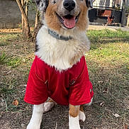 Bella participe au concours pour gagner de l'argent avec cette photo : dog, australian_shepherd, pet, animal, fluffy, tricolor, red_shirt, collar, smiling, open_mouth, sitting, portrait, outdoor, yard, grass, trees, sunlight, blue_sky, house, happy