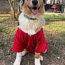 dog, australian_shepherd, pet, animal, fluffy, tricolor, red_shirt, collar, smiling, open_mouth, sitting, portrait, outdoor, yard, grass, trees, sunlight, blue_sky, house, happy