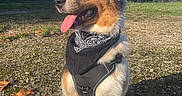 Bella a rejoint le concours — aidez-le/la à gagner de superbes lots ! dog, canine, portrait, outdoor, park, countryside, grass, gravel, sky, trees, blue_sky, sunlight, golden_hour, bandana, harness, tongue_out, sitting, fluffy, tricolor, pet