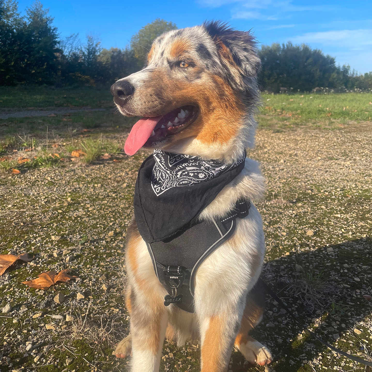 Bella