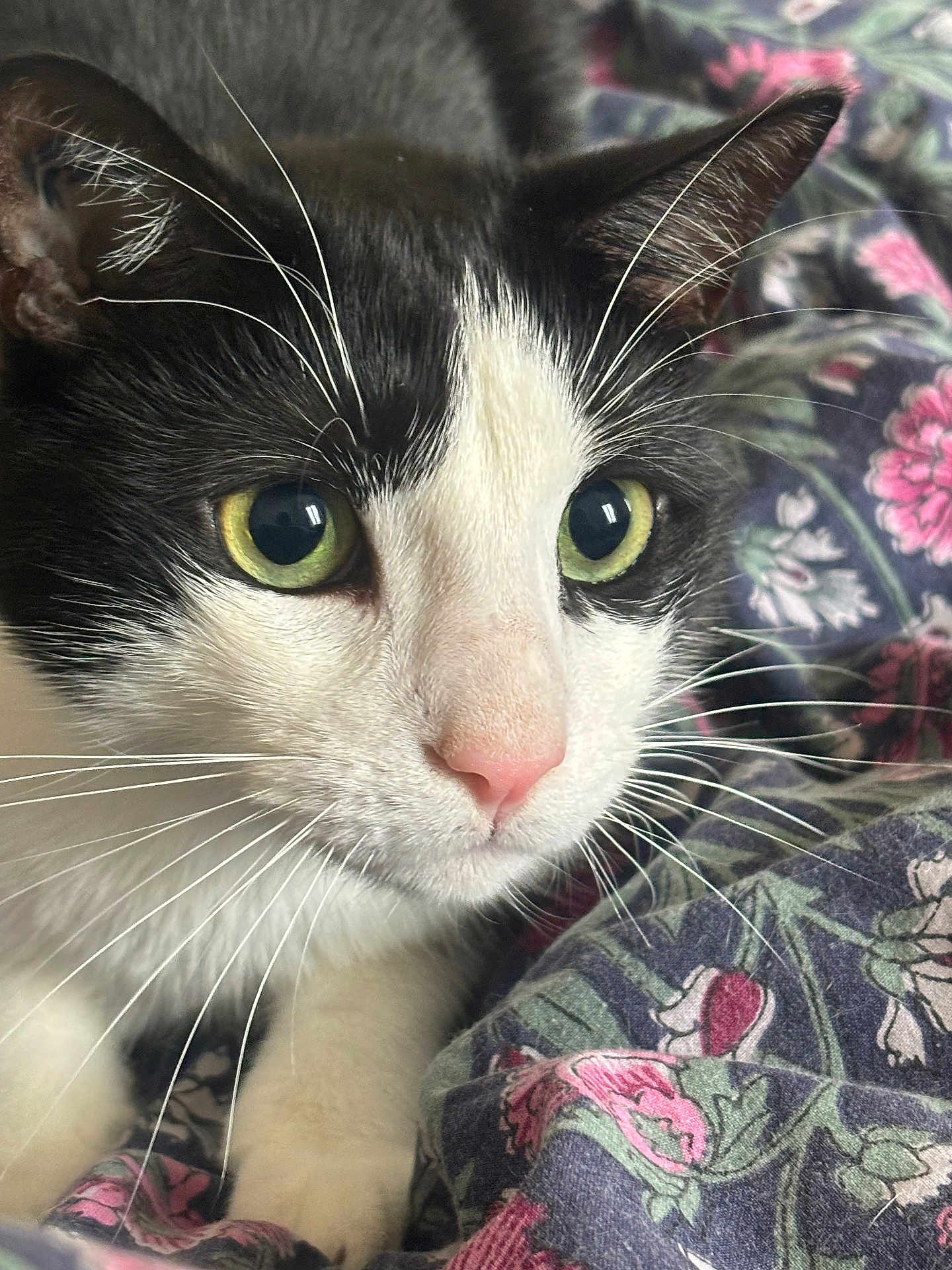 Figaro