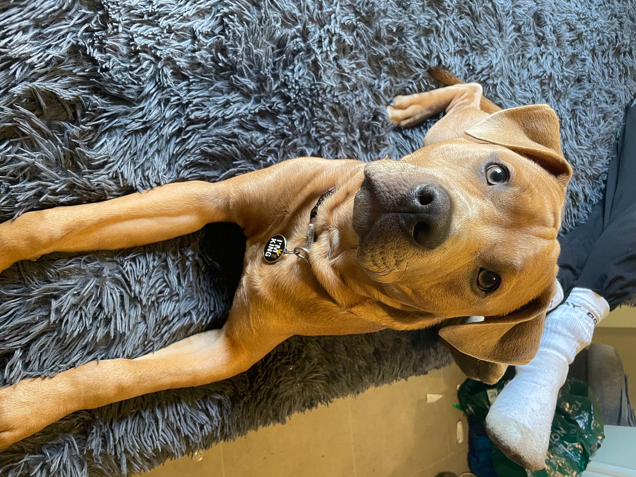 Chunk is registered to the contest to win money with this photo: abdomen, barechested, barefoot, carnivore, chest, companion_dog, dog, dog_breed, dog_collar, fawn, foot, fur, guard_dog, human_leg, sculpture, snout, thigh, waist, wood, working_animal