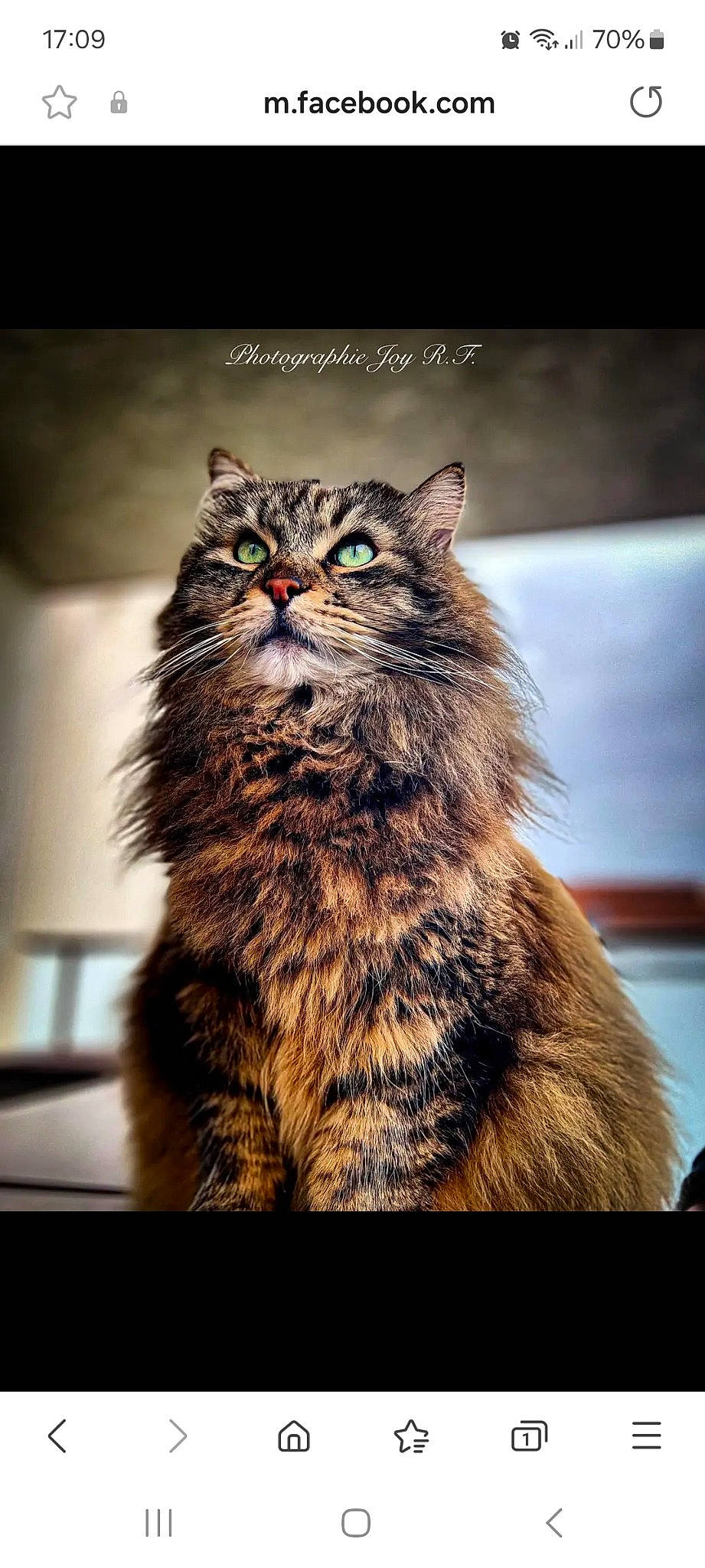 José a rejoint le concours — aidez-le/la à gagner de superbes lots ! art, carnivore, cat, darkness, felidae, flash_photography, fur, hair, small_to_medium_sized_cats, snout, stock_photography, terrestrial_animal, tree, whiskers, wildlife