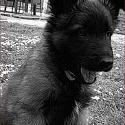 Stark participe au concours pour gagner de l'argent avec cette photo : puppy, dog, grass, flowers, daisies, outdoor, black_and_white, fur, pet, cute, animal, nature, garden, young, ears, nose, mouth, collar, background, house
