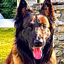 Stark participe au concours pour gagner de l'argent avec cette photo : dog, german_shepherd, animal, pet, outdoor, sunlight, tongue_out, ears_up, fur, canine, grass, stone_wall, collar, tag, nature, portrait, friendly, alert, brown, black