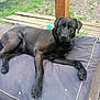dog, black_dog, lying_down, cushion, outdoor, wooden_deck, grass, pet, animal, canine, relaxed, looking_at_camera, paw, ear, snout, fur, nature, daylight, companion, resting