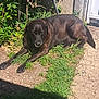 dog, black_dog, grass, sunlight, shadow, outdoor, yard, greenery, concrete, resting, animal, pet, nature, daylight, mammal, canine, fur, laying_down, quiet, peaceful