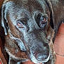 dog, black_dog, close_up, pet, animal, fur, whiskers, floor, tile_floor, resting, looking_up, canine, domestic_animal, indoors, companion, mammal, portrait, calm, furniture, wood