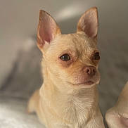 Princesse Ruby a rejoint le concours — aidez-le/la à gagner de superbes lots ! animal, canine, chihuahua, closeup, companion, cute, dog, ears, expression, fur, indoor, light_tan, lying_down, muzzle, pet, portrait, relaxed, small_dog, soft_light, whiskers