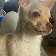 Princesse Ruby a rejoint le concours — aidez-le/la à gagner de superbes lots ! dog, chihuahua, pet, animal, indoor, close_up, ears, fur, light, natural_light, portrait, small_dog, cute, sitting, brown_eyes, whiskers, nose, person_blurred, background, cozy