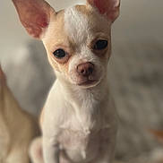 Chanel participe au concours pour gagner de l'argent avec cette photo : dog, puppy, chihuahua, small_dog, ears, cute, pet, animal, sitting, fur, closeup, portrait, indoor, young, adorable, face, whiskers, muzzle, eyes, nose