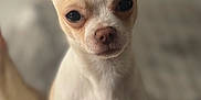 Chanel participe au concours pour gagner de l'argent avec cette photo : adorable, animal, chihuahua, closeup, cute, dog, ears, eyes, face, fur, indoor, muzzle, nose, pet, portrait, puppy, sitting, small_dog, whiskers, young