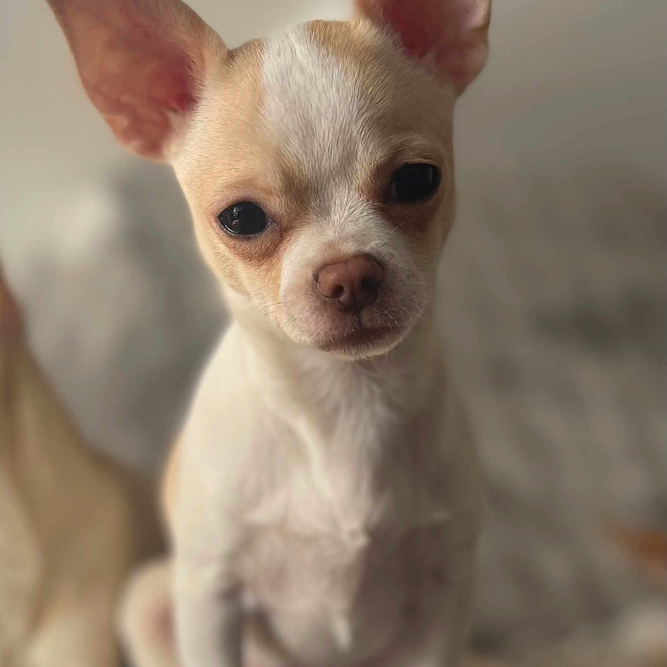 Chanel participe au concours pour gagner de l'argent avec cette photo : adorable, animal, chihuahua, closeup, cute, dog, ears, eyes, face, fur, indoor, muzzle, nose, pet, portrait, puppy, sitting, small_dog, whiskers, young