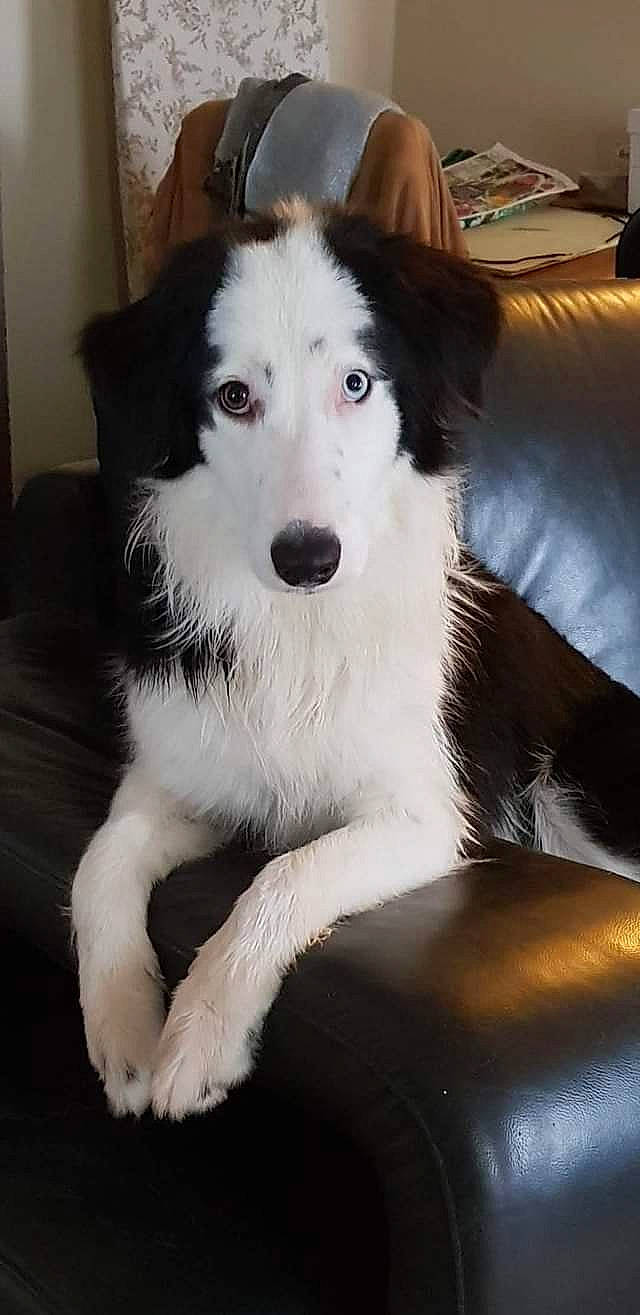 Talya participe au concours pour gagner de l'argent avec cette photo : ancient_dog_breeds, canidae, carnivore, comfort, companion_dog, dog, dog_breed, flooring, fur, herding_dog, snout, sporting_group, terrestrial_animal, working_dog