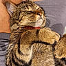 cat, tabby, sleeping, pet, feline, fur, paws, relaxed, closeup, indoor, human_lap, comfort, resting, cozy, animal, domestic, whiskers, collar, cute, nap
