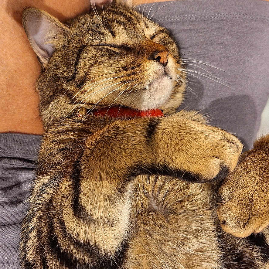 Aliad a rejoint le concours — aidez-le/la à gagner de superbes lots ! cat, tabby, sleeping, pet, feline, fur, paws, relaxed, closeup, indoor, human_lap, comfort, resting, cozy, animal, domestic, whiskers, collar, cute, nap