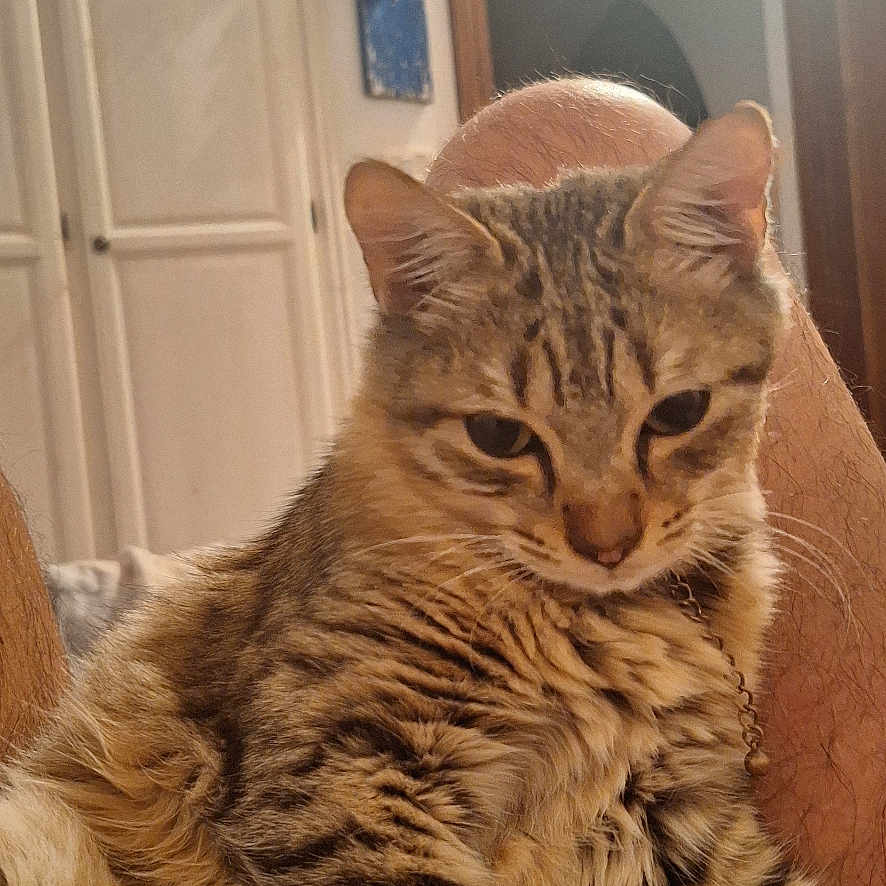 Umoor participe au concours pour gagner de l'argent avec cette photo : cat, tabby, feline, indoor, legs, person, relaxed, fur, seated, domestic_animal, cozy, cabinet, door, warm_lighting, resting, whiskers, ears, paws, animal, pet