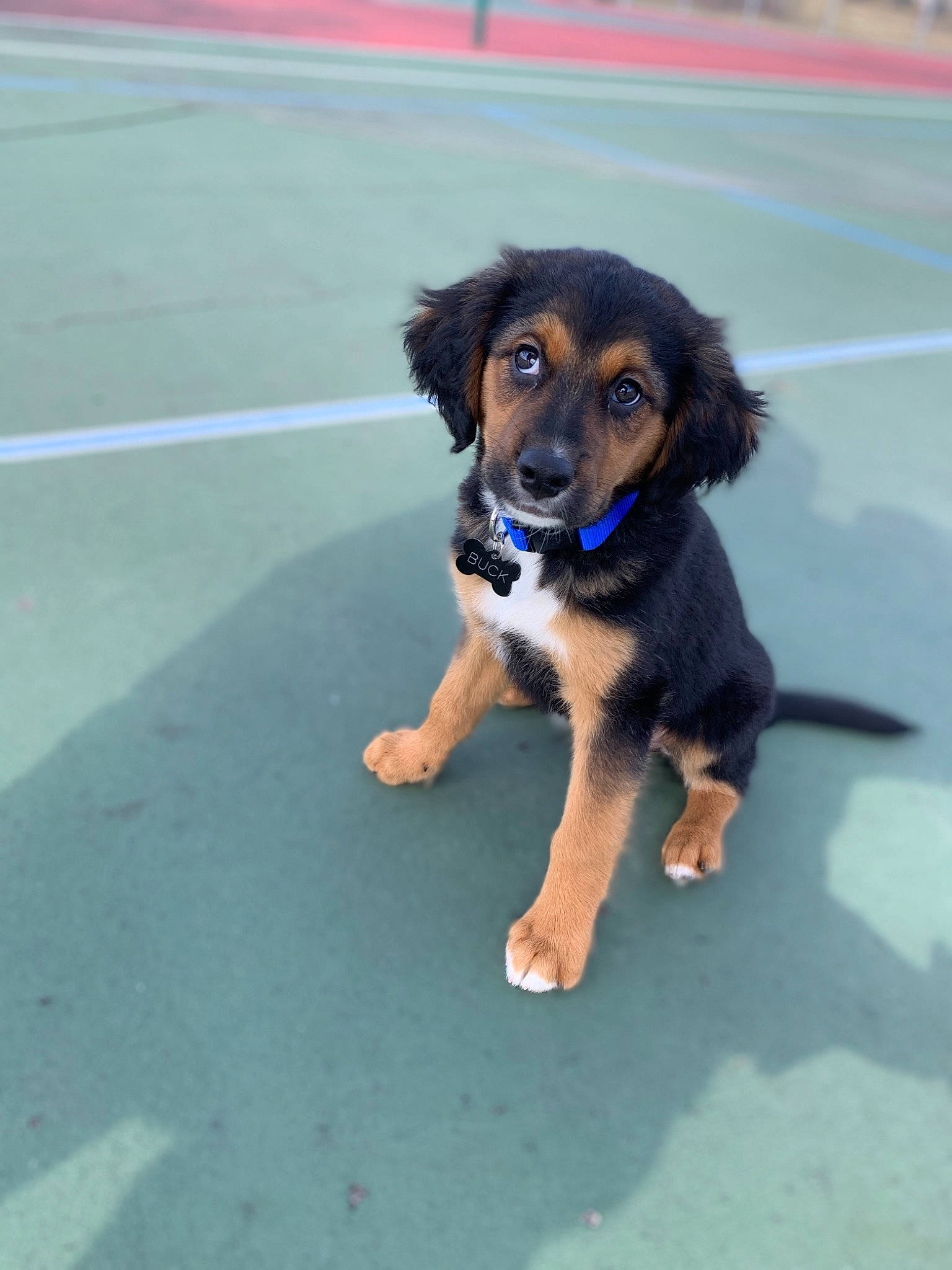 Buck is registered to the contest to win money with this photo: asphalt, canidae, carnivore, companion_dog, dog, dog_breed, foot, fur, lane, mammal, road_surface, snout, sporting_group, tar, working_animal, working_dog