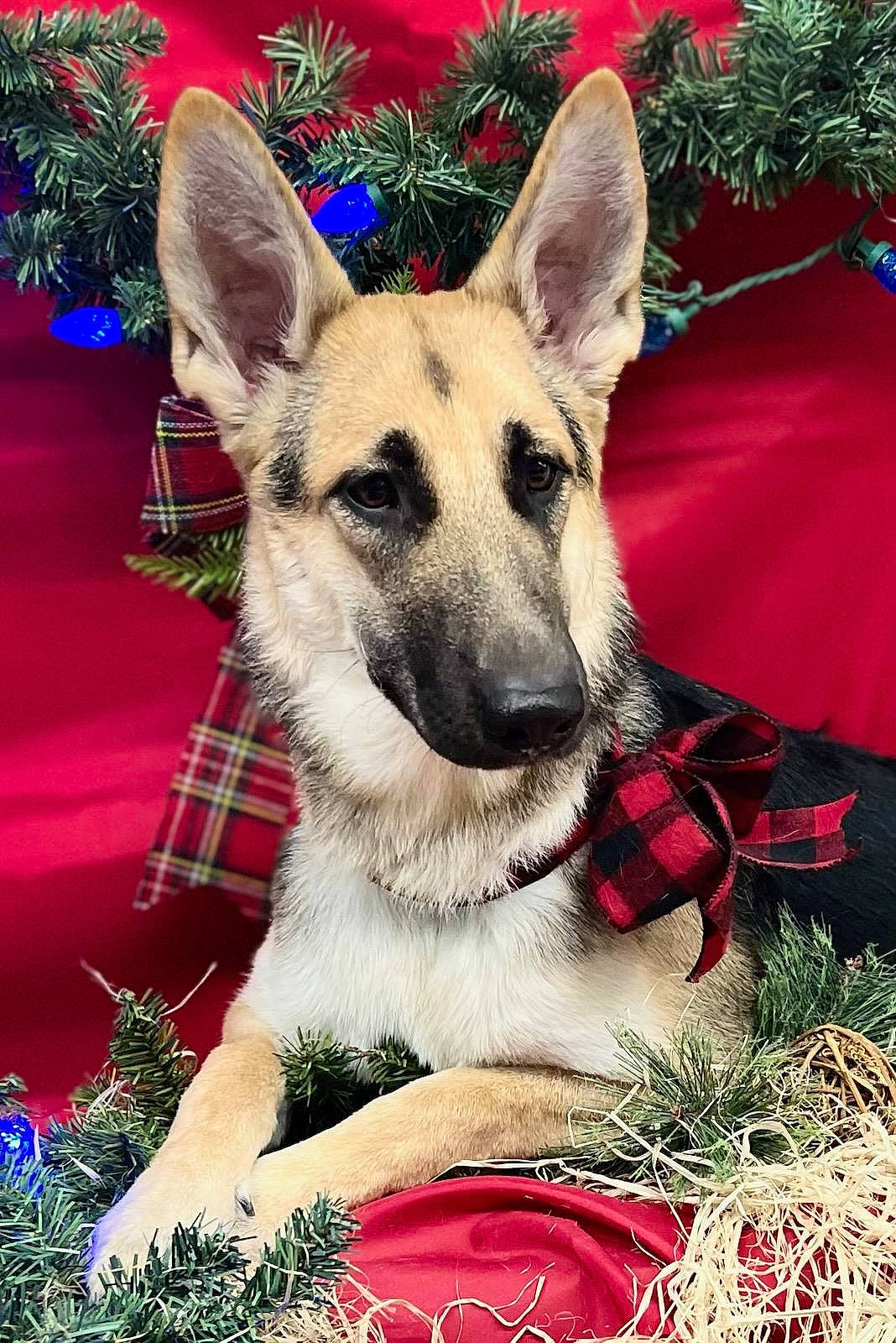 Bella is registered to the contest to win money with this photo: carnivore, collar, companion_dog, dog, dog_breed, dog_supply, east_european_shepherd, event, fawn, fur, german_shepherd_dog, grass, herding_dog, king_shepherd, plant, snout, sporting_group, whiskers, working_animal, working_dog