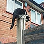 Lucifer is registered to the contest to win money with this photo: animal, balancing, black_and_white, brick_house, cat, concrete_post, curious, daylight, domestic, ears, fence, outdoor, pet, roof, sky, tail, wall, whiskers, window, wooden_fence