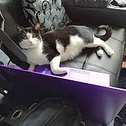 Lucifer joined the competition — help win amazing prizes! animal, black_and_white, cat, computer, couch, curious, cushion, floor, fur, furniture, green_eyes, home, indoor, laptop, leather, pet, relaxed, tail, technology, whiskers