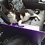 animal, black_and_white, cat, computer, couch, curious, cushion, floor, fur, furniture, green_eyes, home, indoor, laptop, leather, pet, relaxed, tail, technology, whiskers