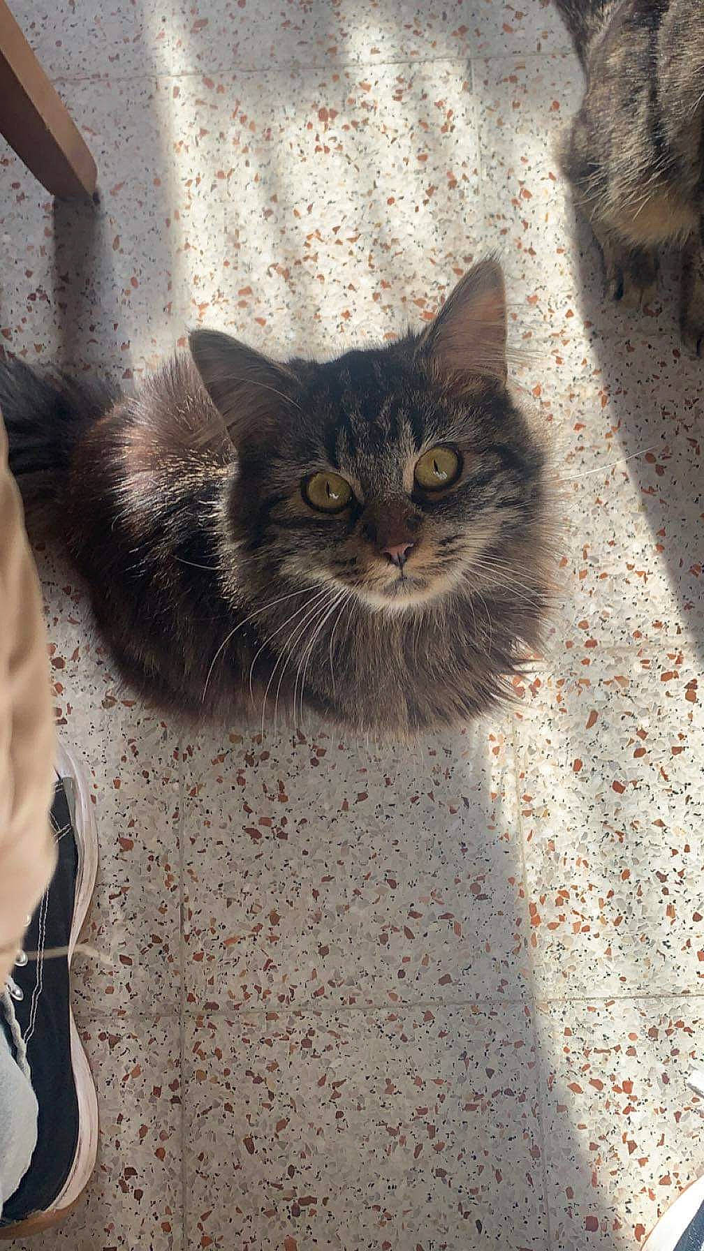 Hadés a rejoint le concours — aidez-le/la à gagner de superbes lots ! automotive_tire, carnivore, cat, domestic_short_haired_cat, fawn, felidae, flooring, fur, grey, paw, road_surface, sitting, small_to_medium_sized_cats, snout, soil, tail, terrestrial_animal, whiskers, window, wood