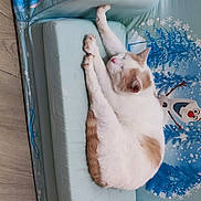 Vagabon a rejoint le concours — aidez-le/la à gagner de superbes lots ! art, carnivore, cat, comfort, companion_dog, dog_breed, fawn, felidae, fur, gesture, hardwood, paw, pet_supply, rectangle, small_to_medium_sized_cats, sporting_group, tail, visual_arts, whiskers, wood