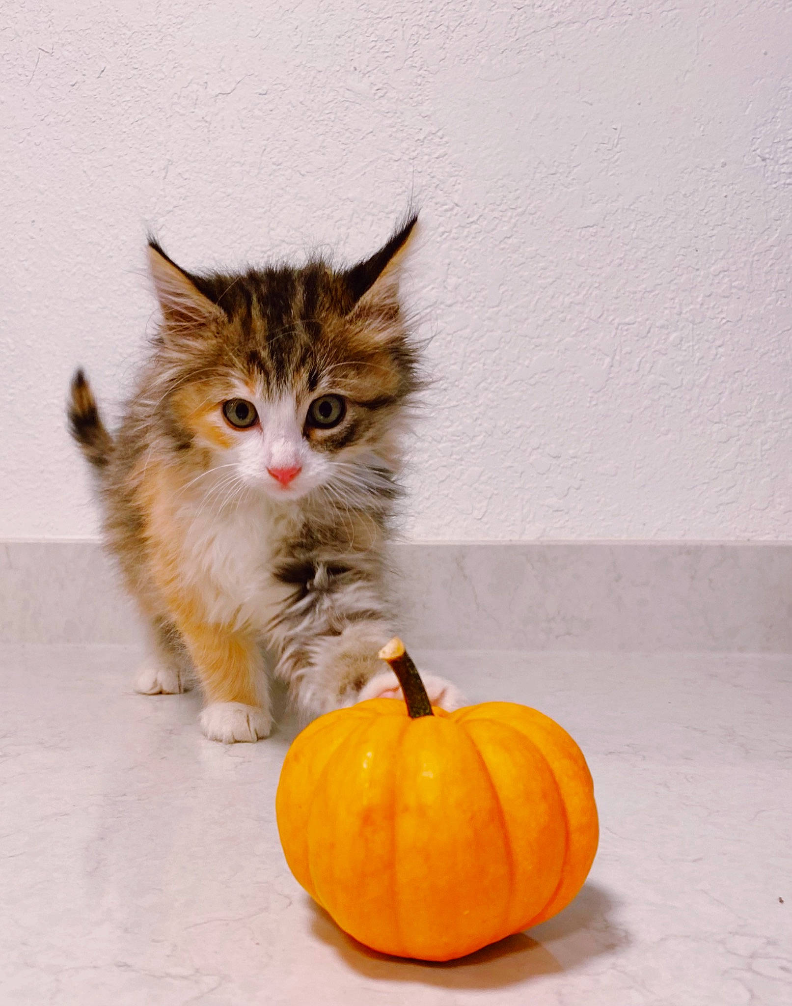 Ella is registered to the contest to win money with this photo: calabaza, carnivore, cat, cucurbita, felidae, flooring, food, fruit, gourd, natural_foods, plant, produce, pumpkin, small_to_medium_sized_cats, squash, superfood, tail, vegetable, whiskers, winter_squash