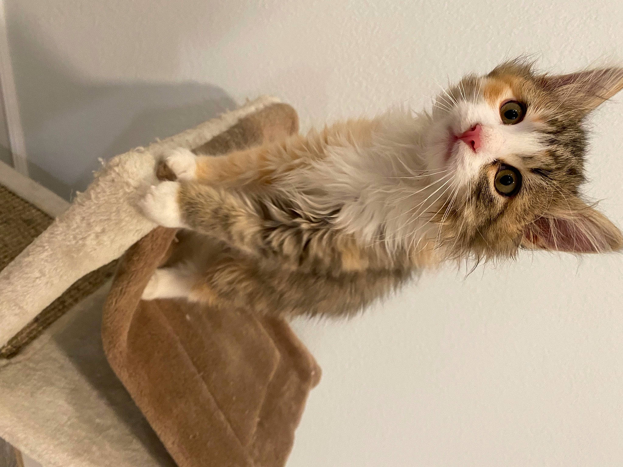 Ella joined the competition — help win amazing prizes! balance, british_longhair, carnivore, cat, claw, comfort, fawn, felidae, fur, gesture, laperm, maine_coon, paw, small_to_medium_sized_cats, snout, tail, whiskers