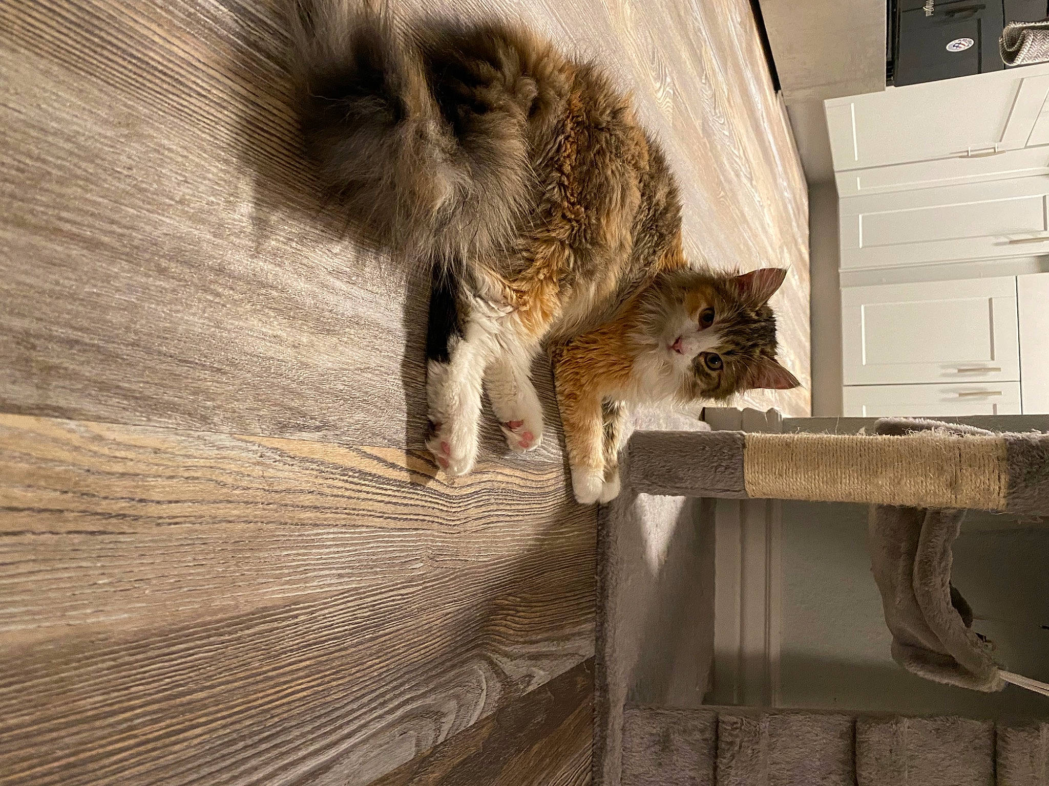 Ella joined the competition — help win amazing prizes! cabinetry, carnivore, cat, domestic_short_haired_cat, drawer, fawn, felidae, flooring, fur, grey, hardwood, small_to_medium_sized_cats, snout, squirrel, tail, terrestrial_animal, tree, trunk, whiskers, wood