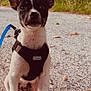 Oslo a rejoint le concours — aidez-le/la à gagner de superbes lots ! puppy, dog, black_and_white, harness, leash, outdoor, gravel_path, grass, trees, nature, pet, canine, sitting, cute, young_dog, ears_up, daylight, animal, fur, alert