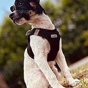 Oslo a rejoint le concours — aidez-le/la à gagner de superbes lots ! puppy, dog, animal, outdoor, grass, dirt, harness, black, white, cute, pet, nature, young, sitting, fur, ears, portrait, side_view, daylight, blurred_background