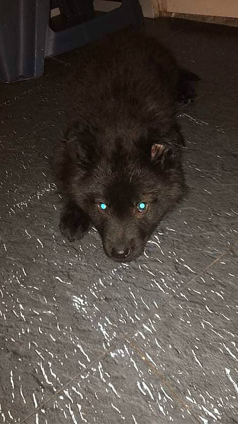 Sanka participe au concours pour gagner de l'argent avec cette photo : black_cat, canidae, carnivore, claw, companion_dog, darkness, dog_breed, domestic_short_haired_cat, felidae, flooring, fur, german_spitz_mittel, liver, paw, road_surface, small_to_medium_sized_cats, spitz, tail, terrestrial_animal, whiskers