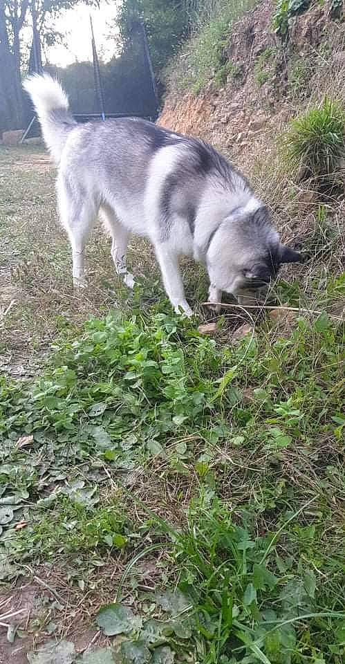 Sakira participe au concours pour gagner de l'argent avec cette photo : canidae, canis, carnivore, dog, dog_breed, grass, groundcover, plant, siberian_husky, sled_dog, soil, sporting_group, tail, terrestrial_animal, wildlife, wolf, working_animal, working_dog