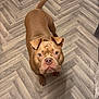 dog, brown_dog, indoor, floor, herringbone_floor, pet, canine, looking_up, tail, ears, fur, flooring, domestic_animal, animal, standing, cute, companion, curious, portrait, attention