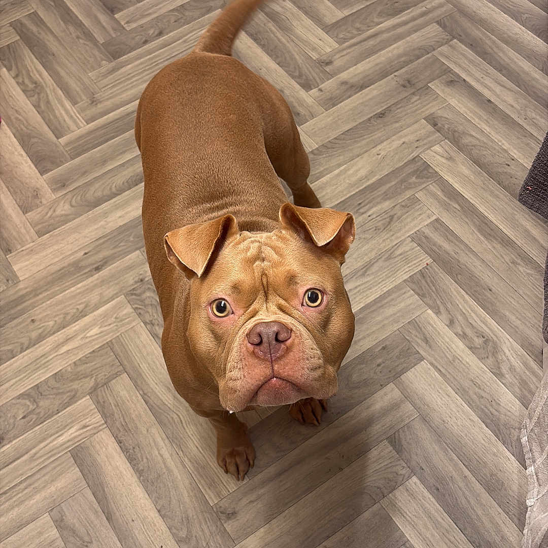 Luna is registered to the contest to win money with this photo: animal, attention, brown_dog, canine, companion, curious, cute, dog, domestic_animal, ears, floor, flooring, fur, herringbone_floor, indoor, looking_up, pet, portrait, standing, tail