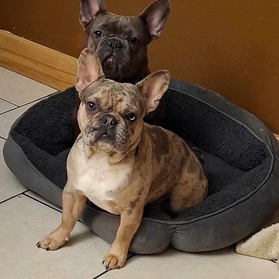 Stella Et Ulko participe au concours pour gagner de l'argent avec cette photo : animal, bulldog, canine, dog, dogbed, frenchbulldog, pet, puppy