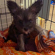 Baskin is registered to the contest to win money with this photo: puppy, dog, crate, bed, orange, bones_pattern, toy, indoor, pet, fur, ears, cute, small, animal, domestic, resting, blanket, fabric, closeup, young