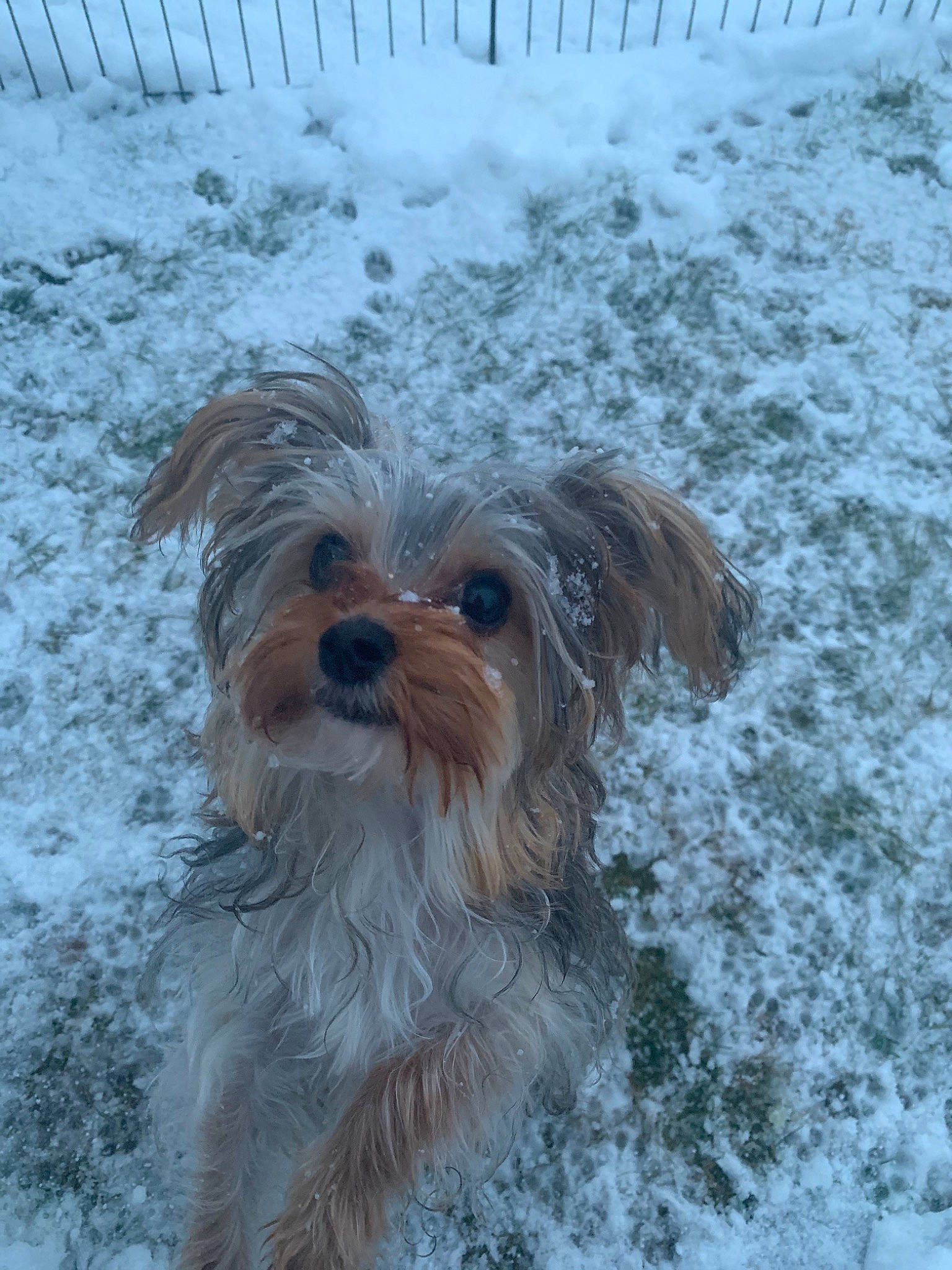 Speed is registered to the contest to win money with this photo: australian_silky_terrier, biewer_terrier, canidae, carnivore, chinese_imperial_dog, companion_dog, dog, dog_breed, dutch_smoushond, glen_of_imaal_terrier, mammal, morkie, pyrenean_shepherd, schnoodle, small_terrier, sporting_lucas_terrier, terrier, tibetan_terrier, vertebrate, yorkshire_terrier