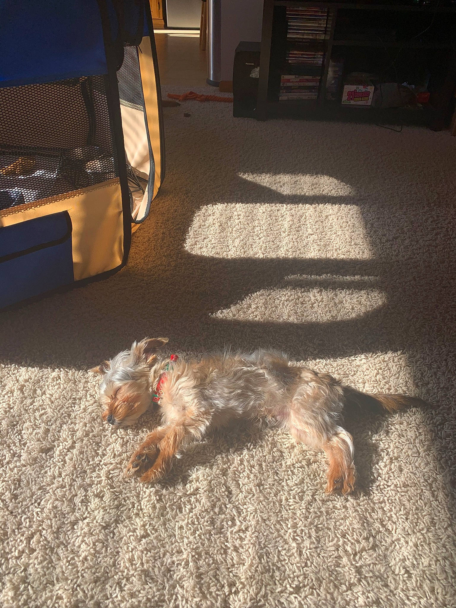 Speed joined the competition — help win amazing prizes! border_terrier, canidae, carnivore, dog, dog_breed, floor, flooring, morkie, puppy, sporting_group, tail, welsh_terrier