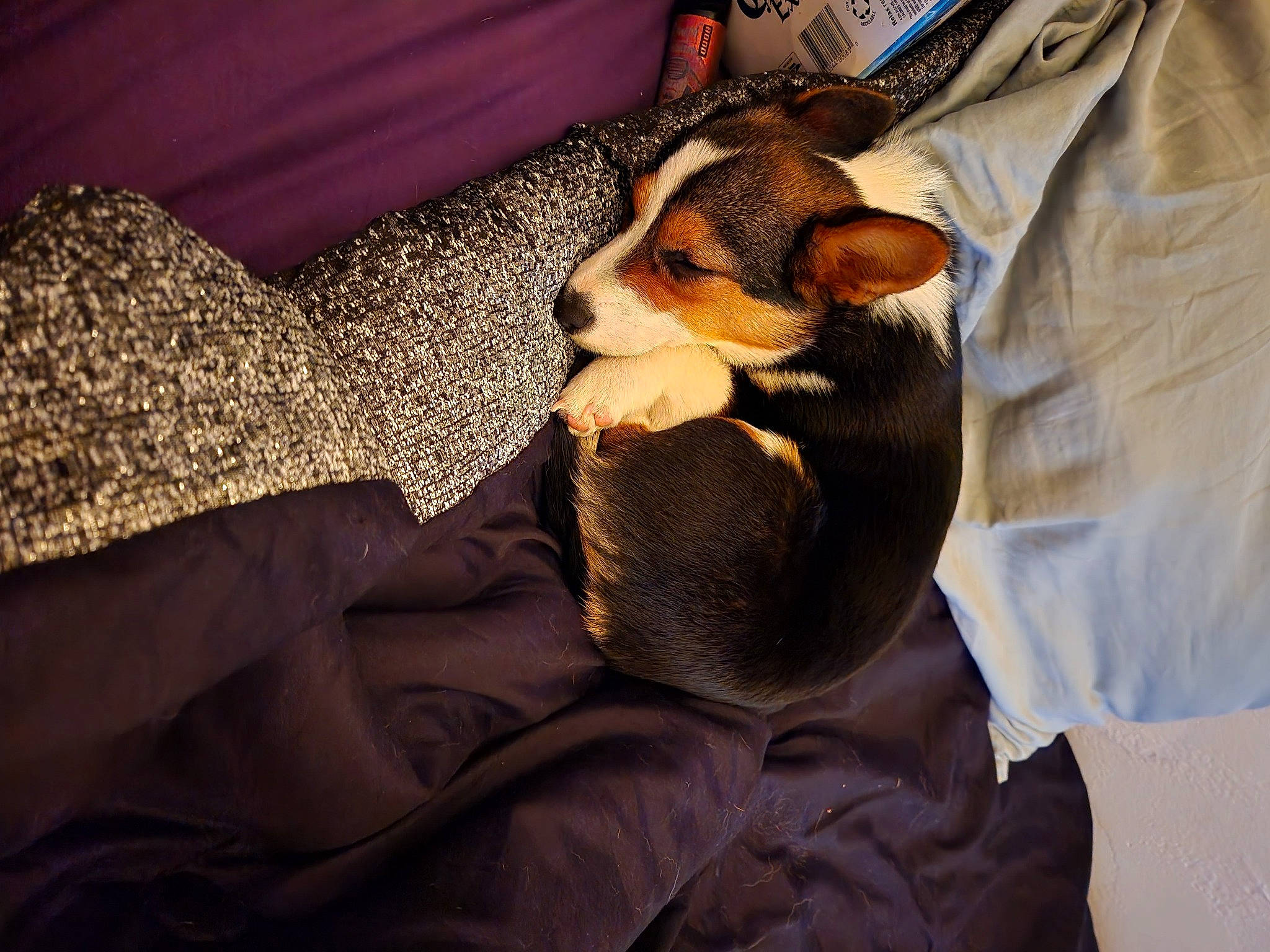 Ellie is registered to the contest to win money with this photo: bed, canidae, carnivore, cloud, comfort, companion_dog, dog, dog_breed, ear, fawn, felidae, fur, human_leg, linens, paw, small_to_medium_sized_cats, sporting_group, tints_and_shades, toy_dog, whiskers