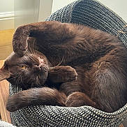 Barney is registered to the contest to win money with this photo: cat, feline, pet, brown_fur, relaxed, curled_up, basket, indoor, cozy, resting, whiskers, paw, tail, fur, comfort, soft_light, home, floor, wall, texture